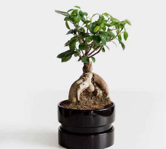 CC在线压力测试