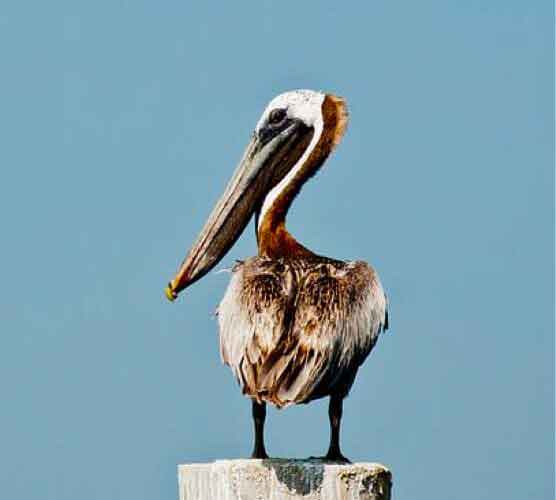 病毒防护的DDOS平台